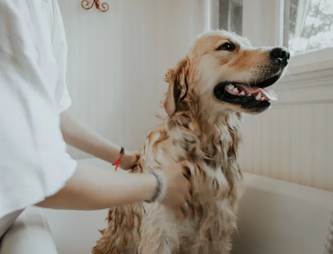Dog getting washed in bath